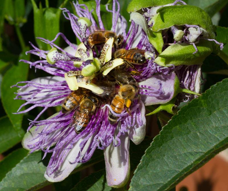 Honey bees on purple passionflower.