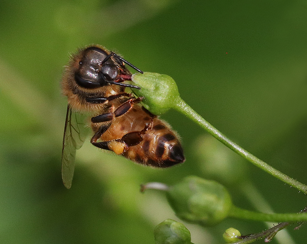 Late figwort bloom