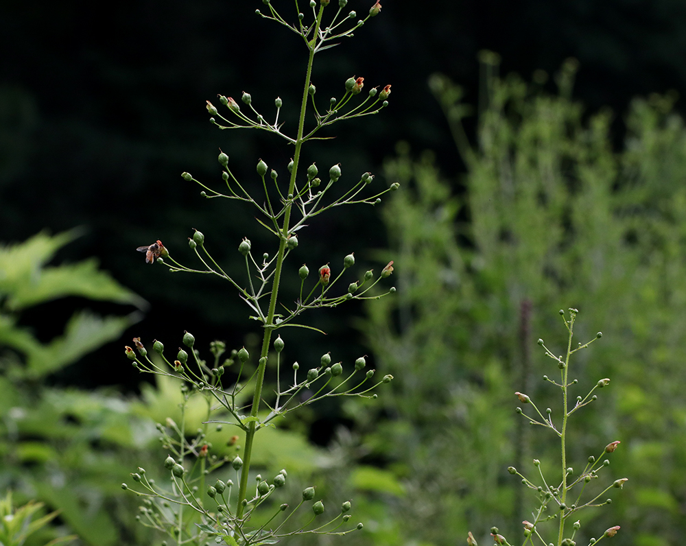 Late figwort