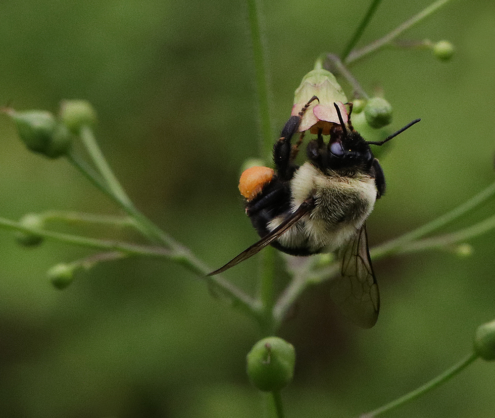 Bumble bee on late figwort.