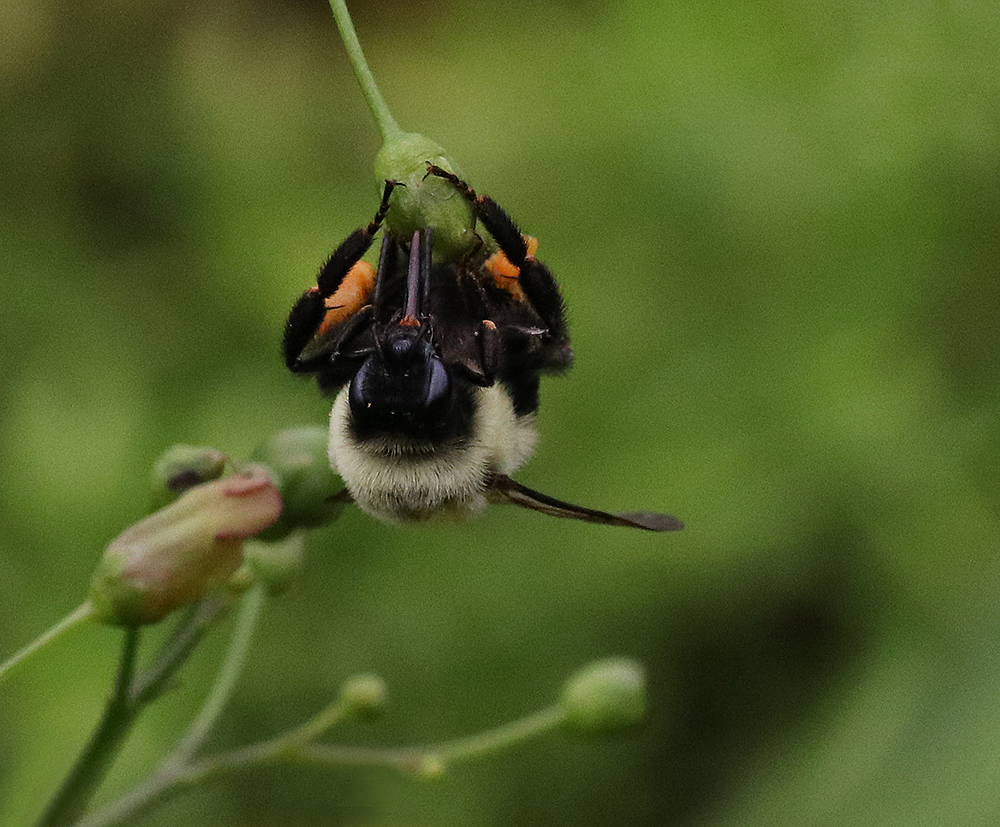 Bumble bee showing long tongue on late figwort