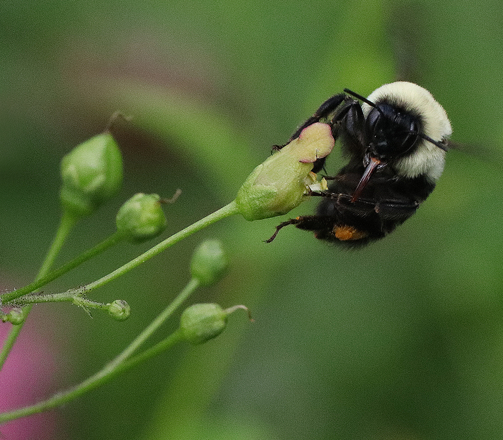 Bumble bee on late figwort