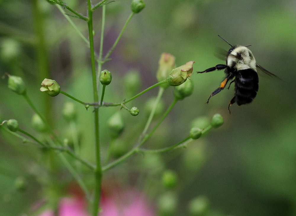 Bumble bee flying in to land on late figwort