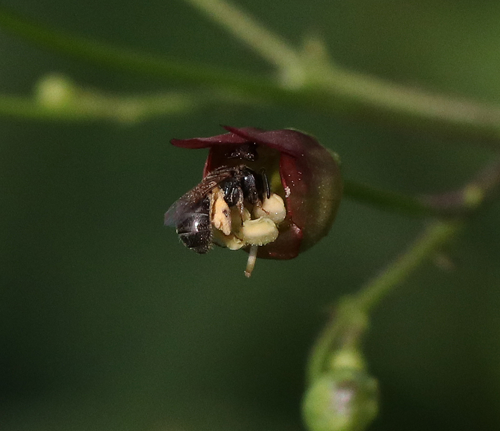 Small sweat bee on late figwort