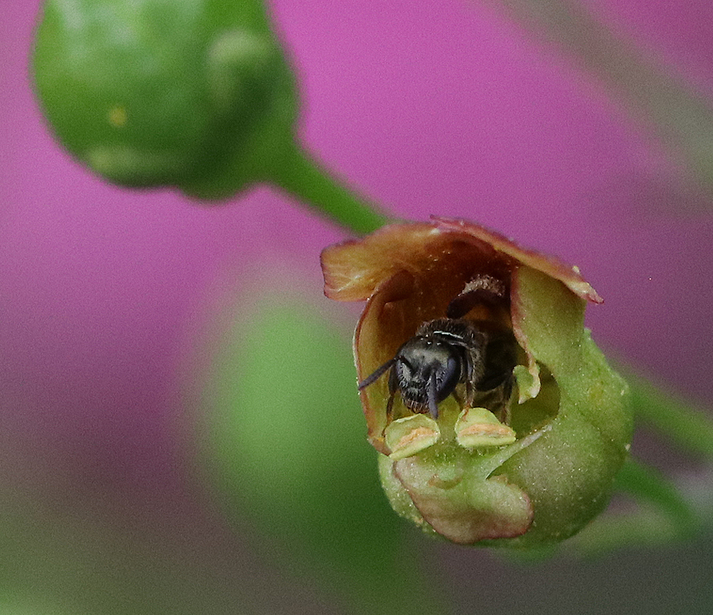 Small sweat bee inside late figwort bloom and facing out