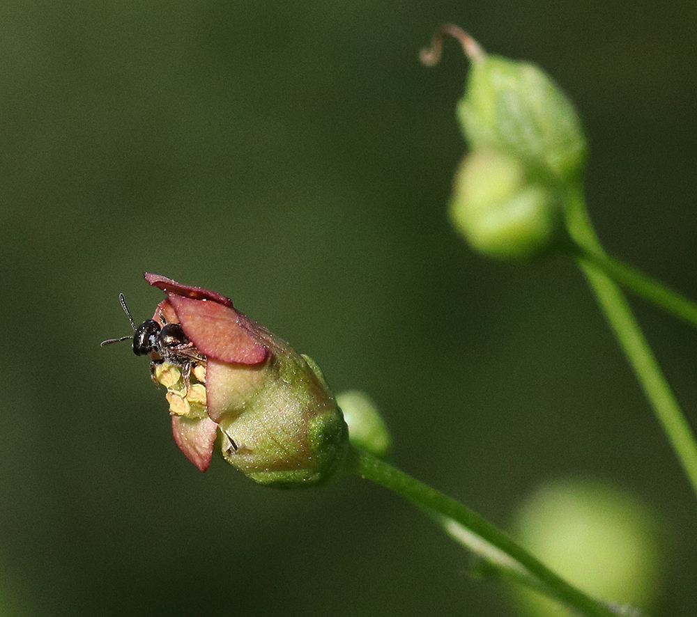 Small sweat bee on late figwort