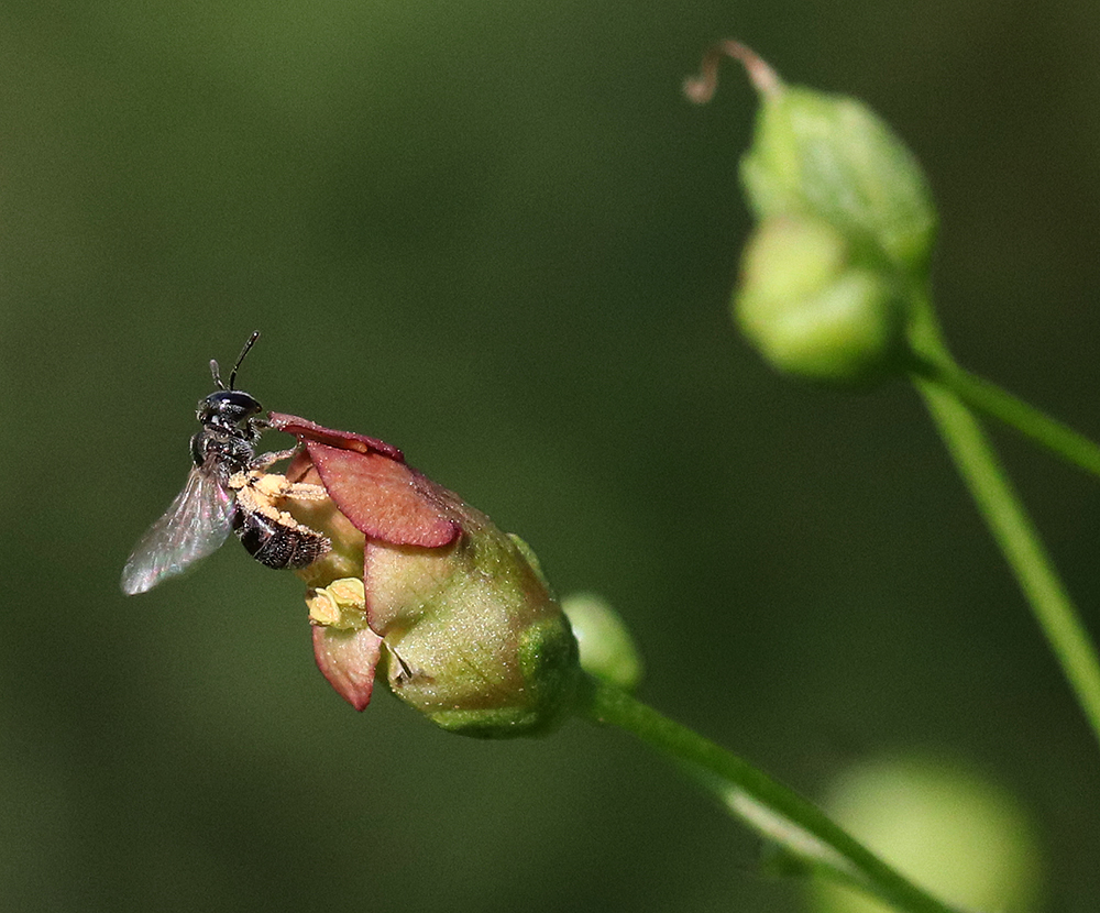 Native sweat bee exiting a late figwort bloom