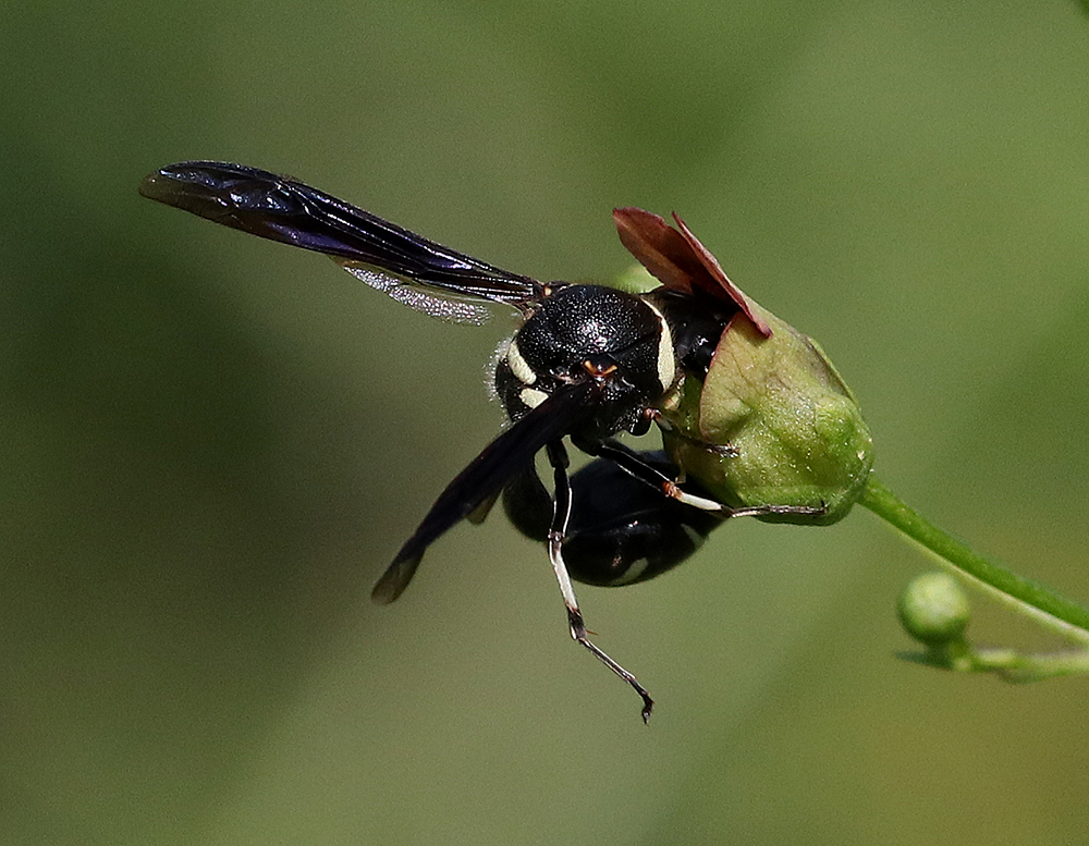 Potter wasp on late figwort
