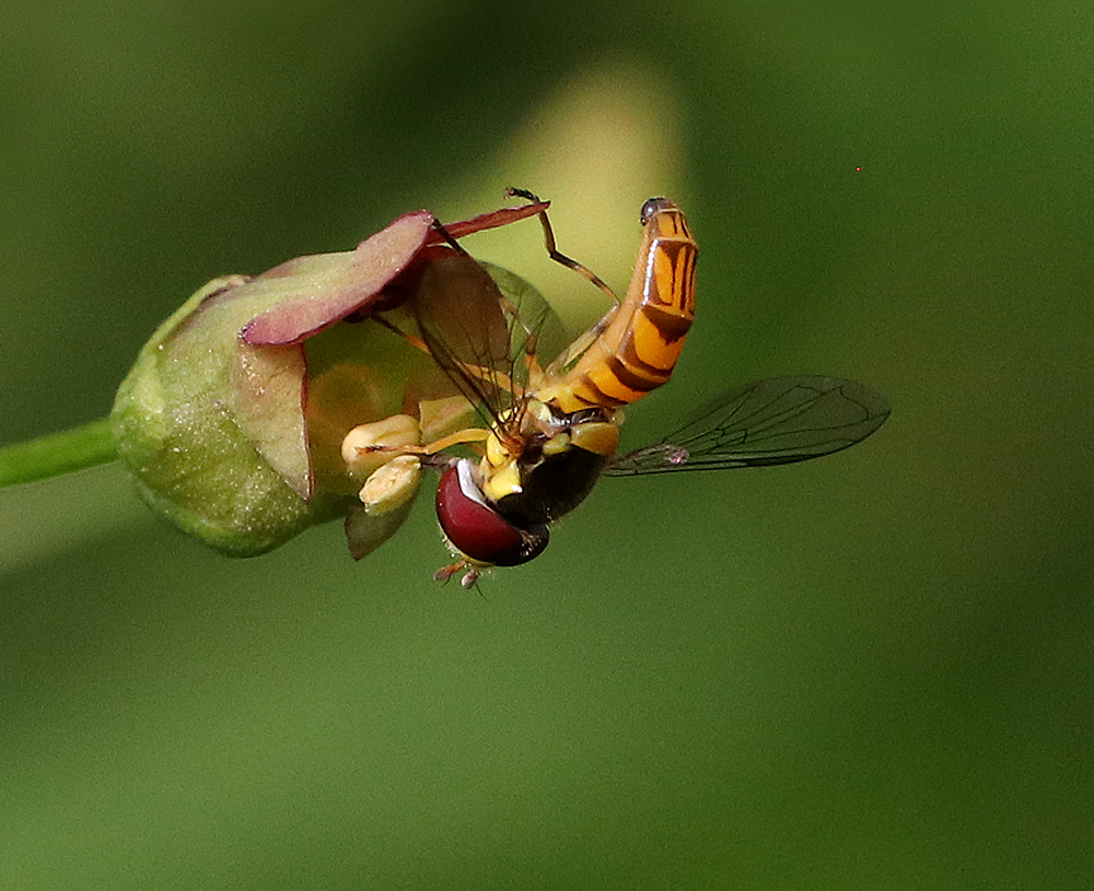 Syrphid fly on late figwort