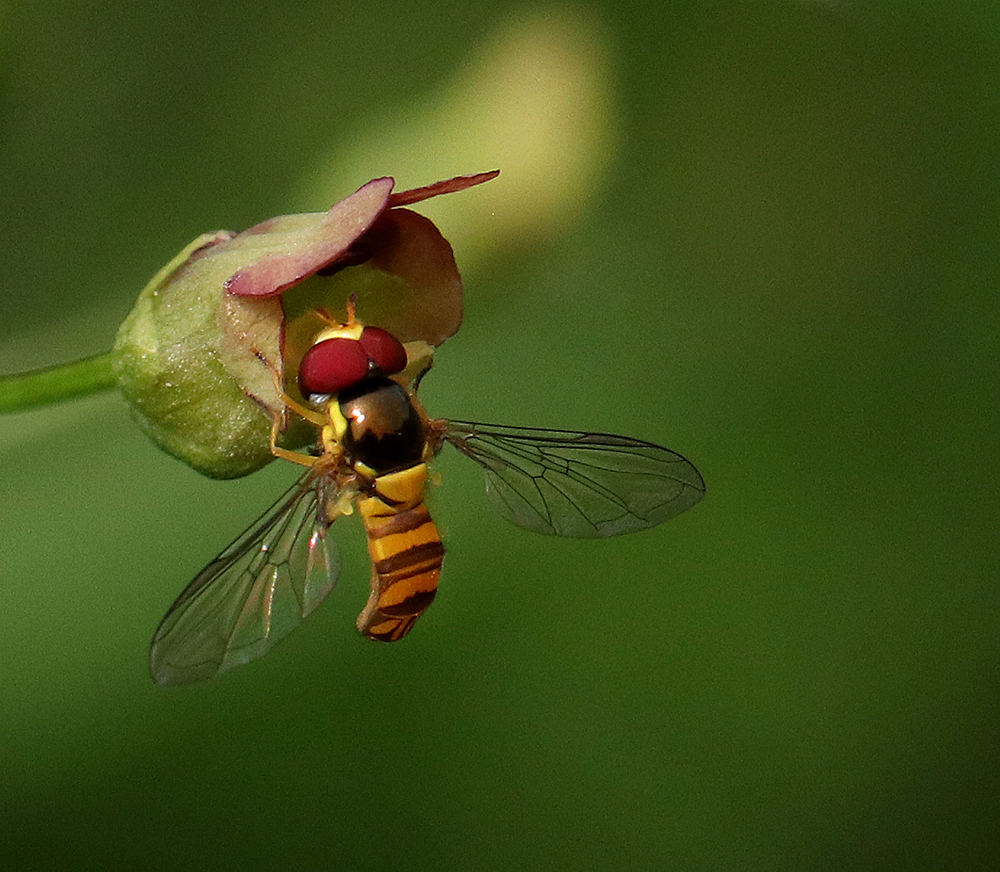 Syrphid fly on late figwort