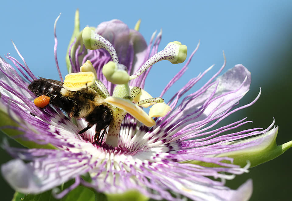 Bumble bee on purple passionflower.