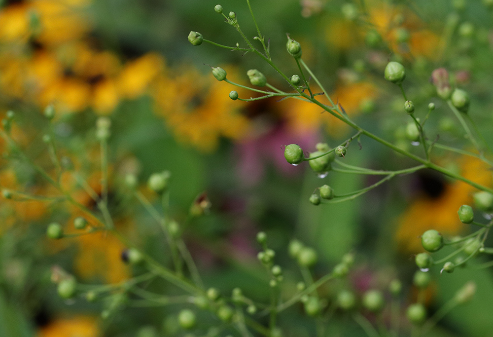 Seed pods of late figwort