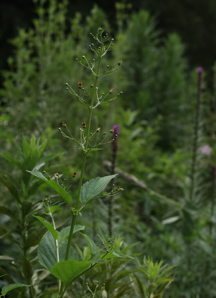 Late figwort plant