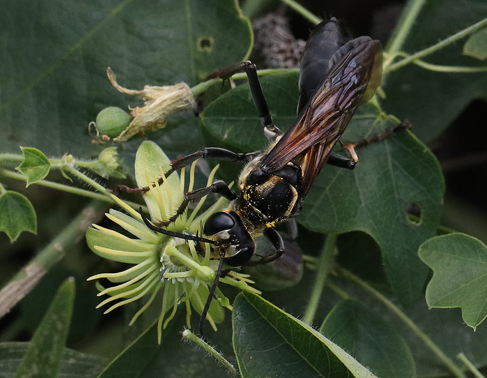 Golden-reined digger wasp on yellow passionflower.