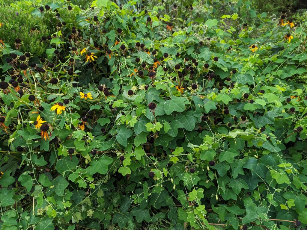 Yellow passionflower vines cover orange coneflower.