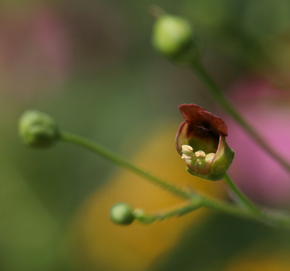 Red late figwort bloom