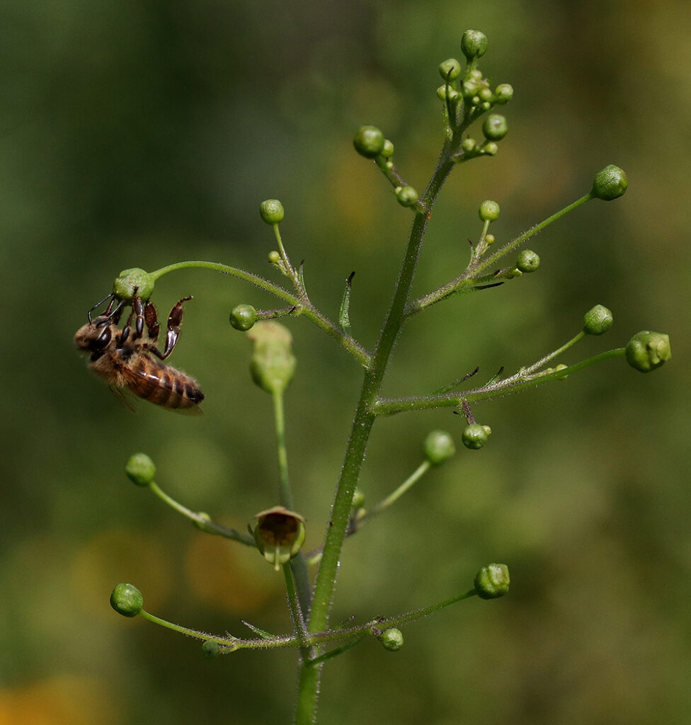 Honey bee on late figwort