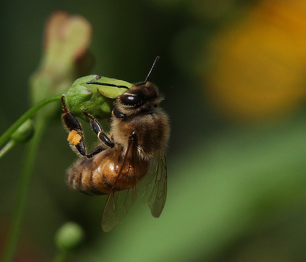 Late figwort