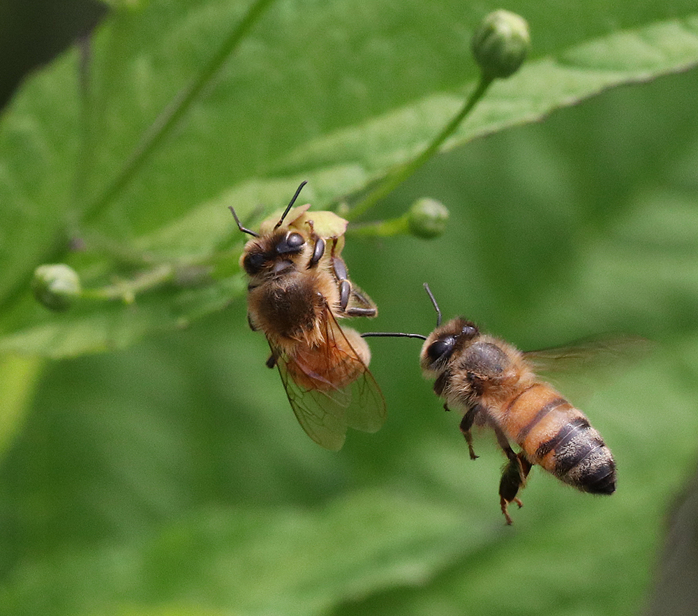 Two honey bees on late figwort bloom