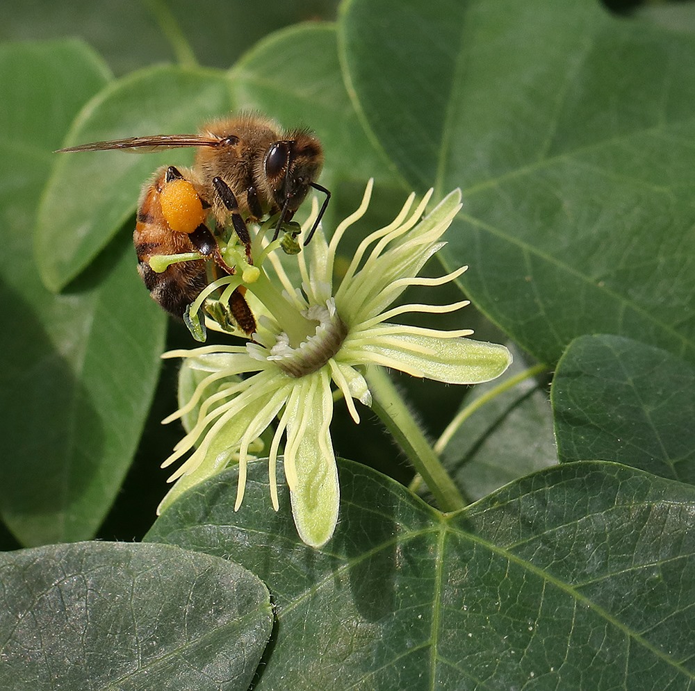Honey bee on yellow passionflower.