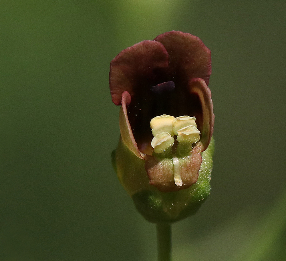 Late figwort bloom. 