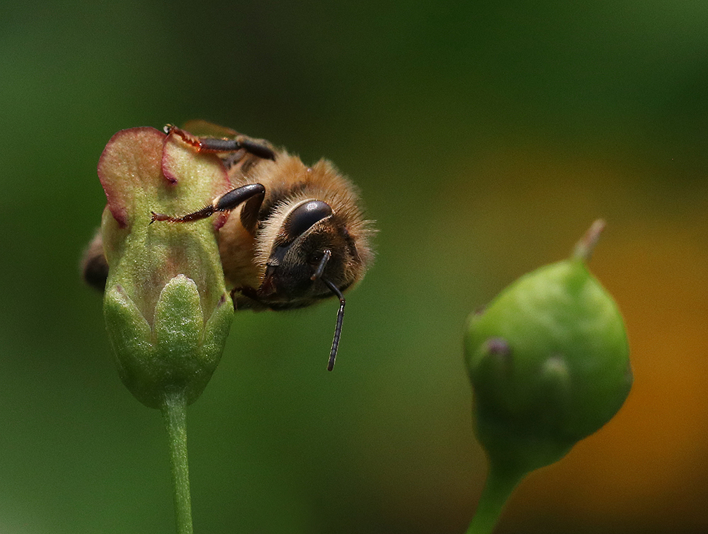 Honey bee on late figwort
