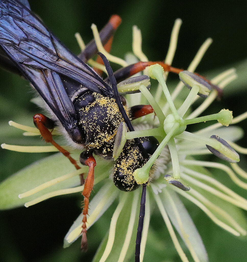 Katydid wasp on yellow passionflower vine. 