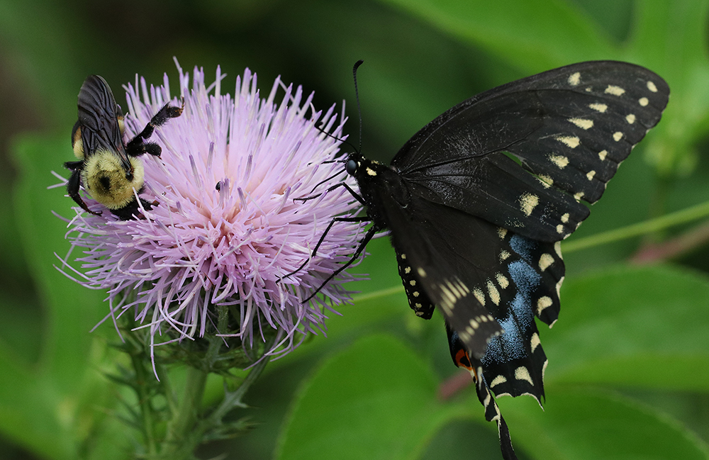Bumble bee and black swallowtail on field thistle
