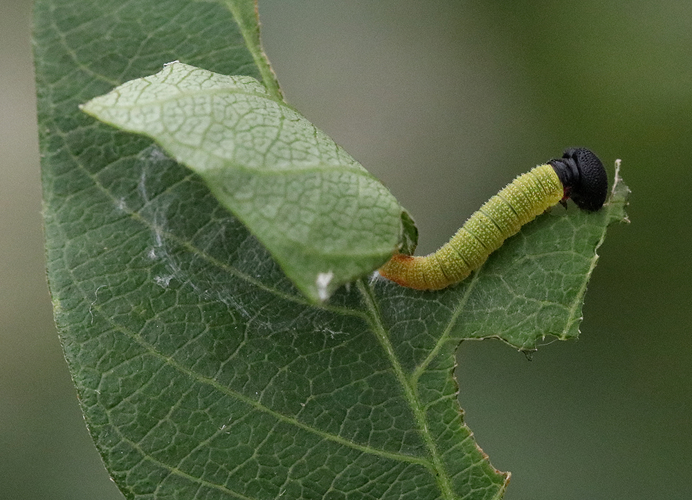 Silver spotted skipper caterpillar on native groundnut vine.