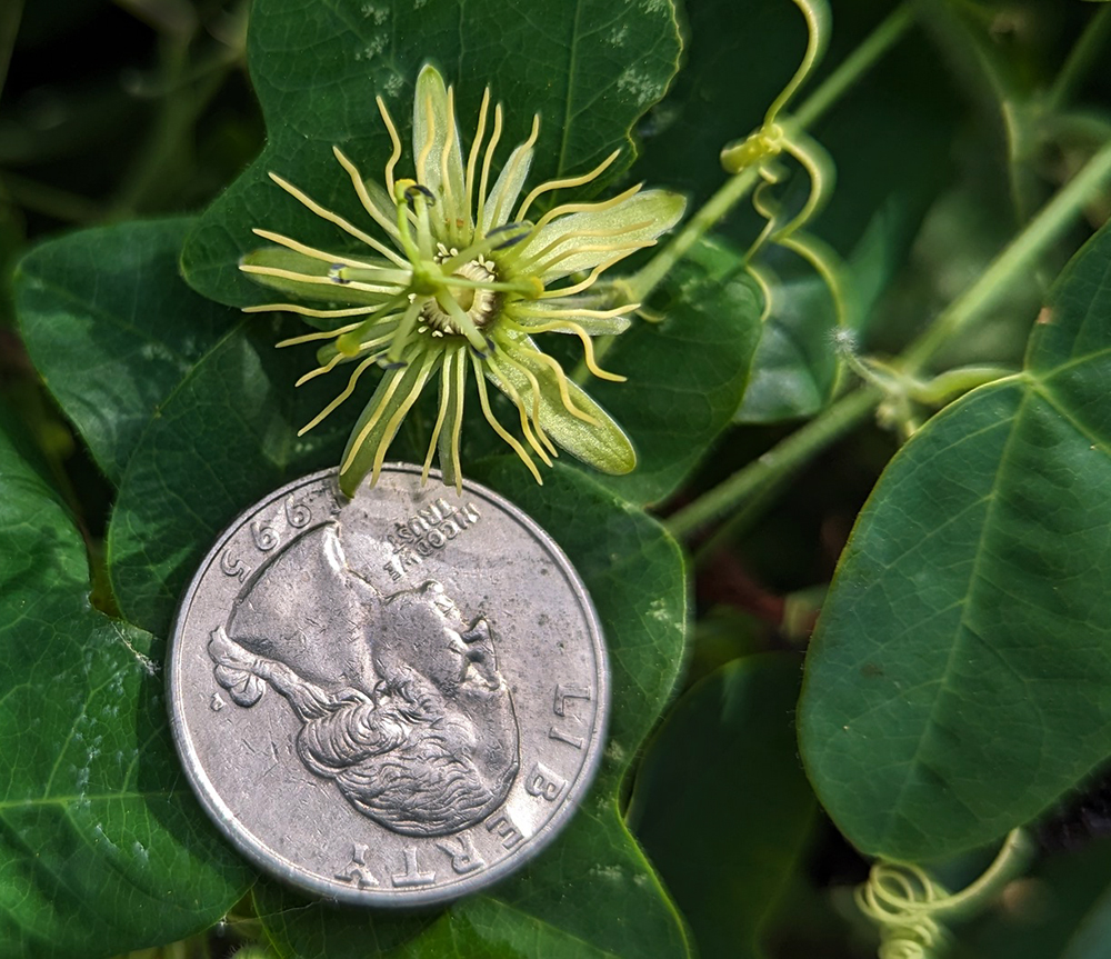 Yellow passionflowers blooms are tiny, smaller than a quarter!
