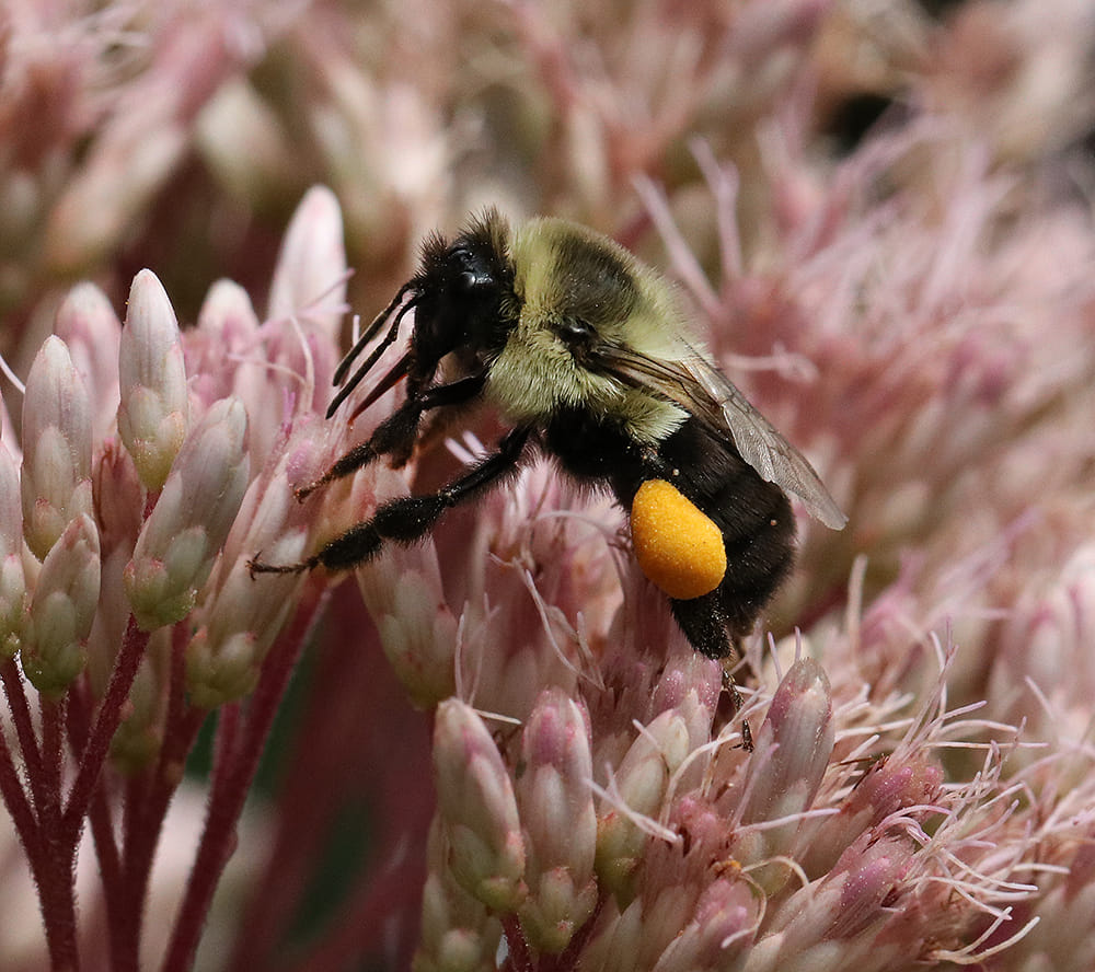Bumble bee on joe-pye weed.