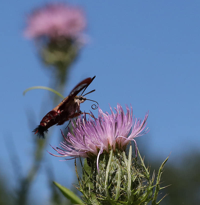 Hummingbird moth approaching native field thistle.