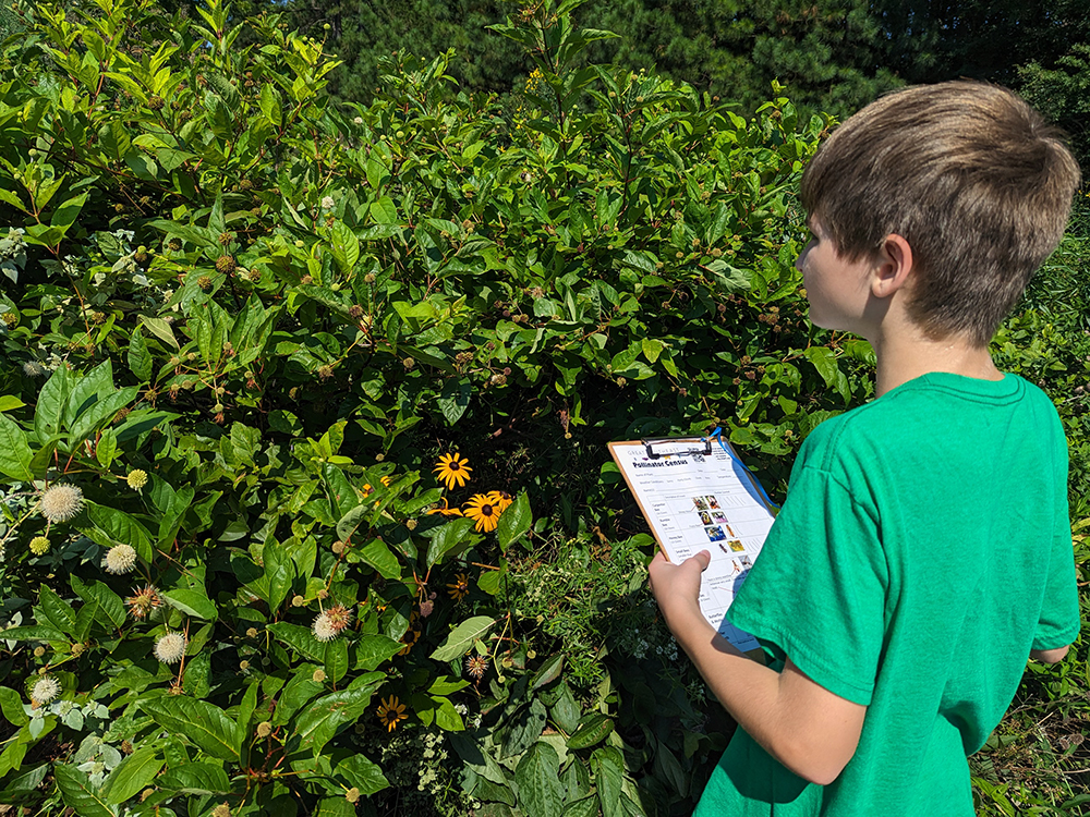 Austin stayed busy counting all the visitors in the native buttonbush shrub.