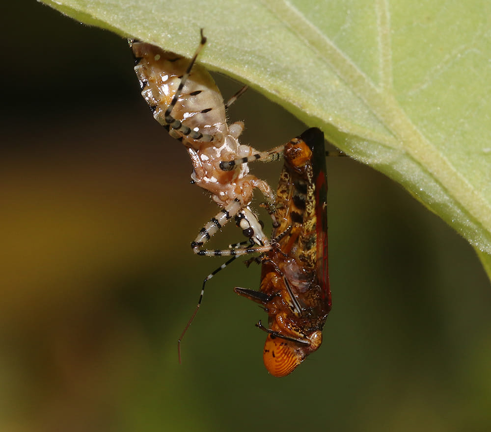 Assassin bug feeding on leafhopper on velvet mallow