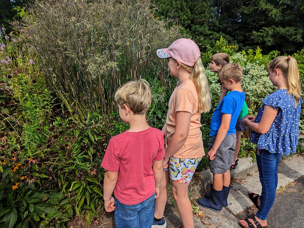 The kids are looking at the dozens of black swallowtail caterpillars on the bronze fennel host plant.