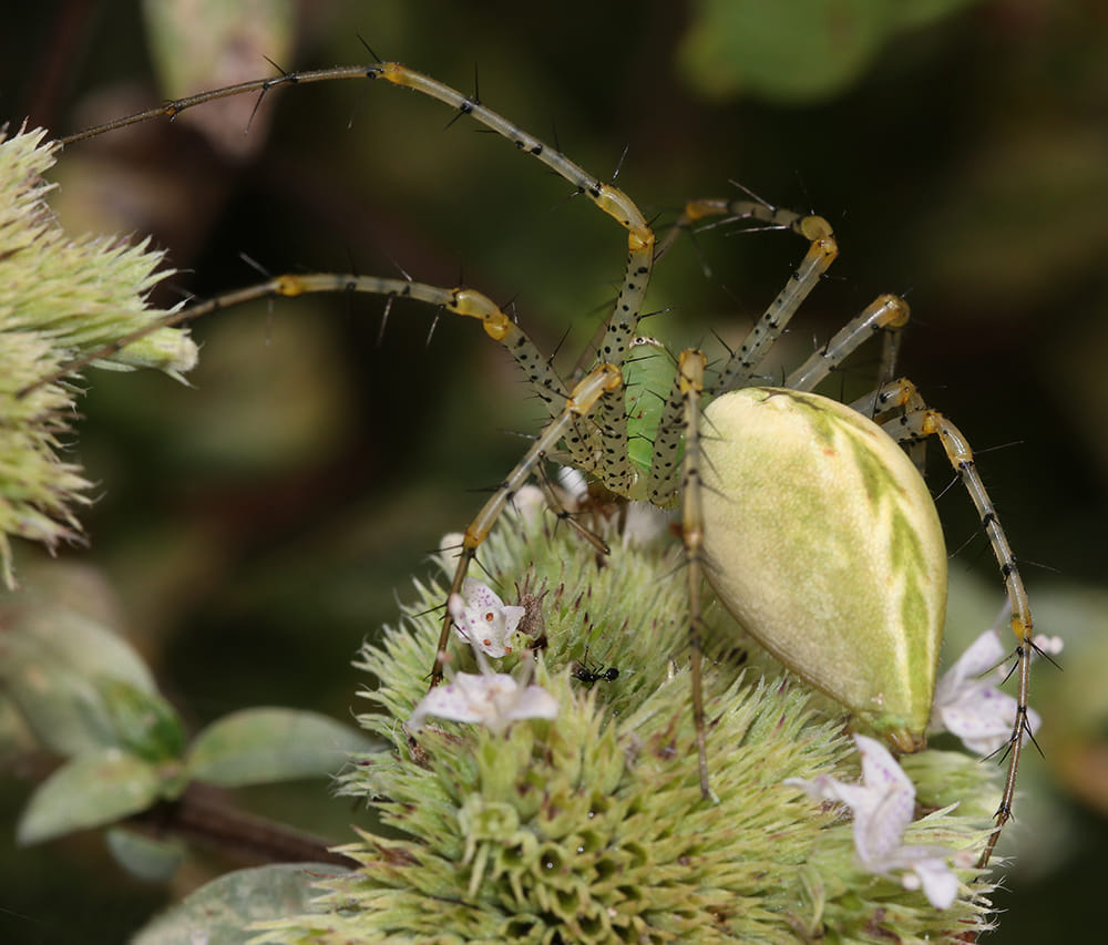 Gravid green lynx spider on mountain mint. She will form an egg sac very soon!