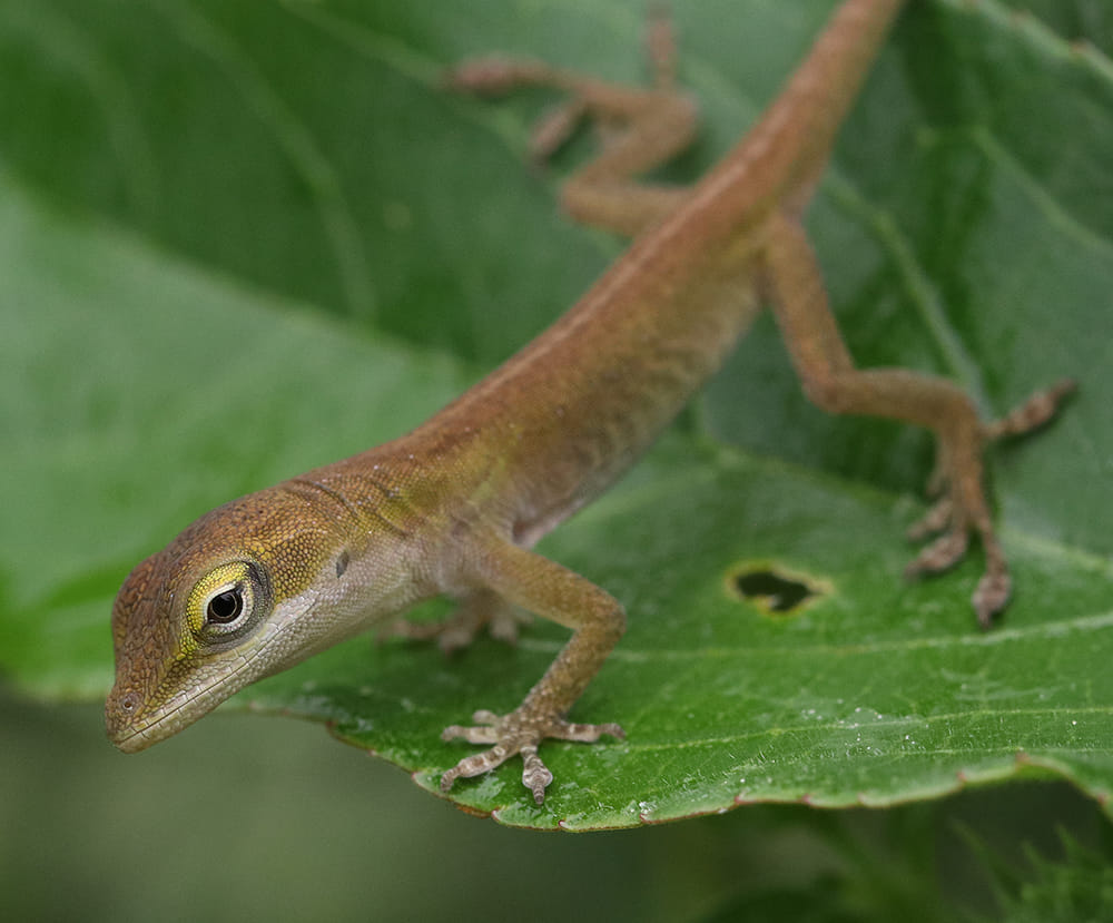 Tiny Carolina anole perched on a passionflower leaf.