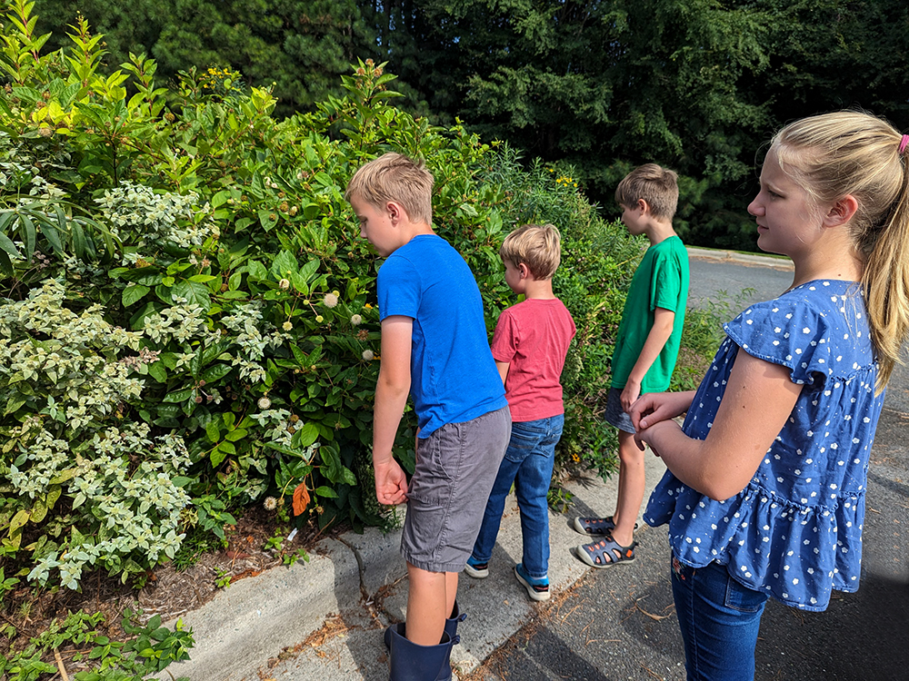 Pre-census garden tour...the kids are watching all the different pollinators on native mountain mint and buttonbush.