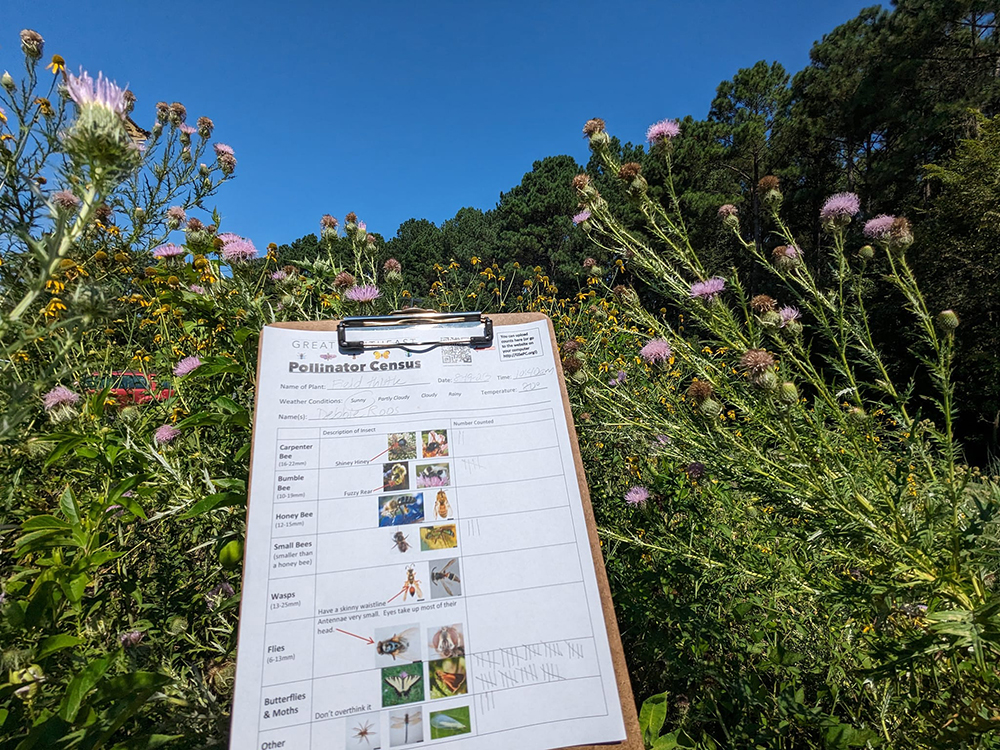 The day after the 4-H youth event I did the census on native thistle. Lots of butterflies, hummingbird moths, bumble bees, carpenter bees, other small native bees, leaf-footed bugs, and a green lynx spider!