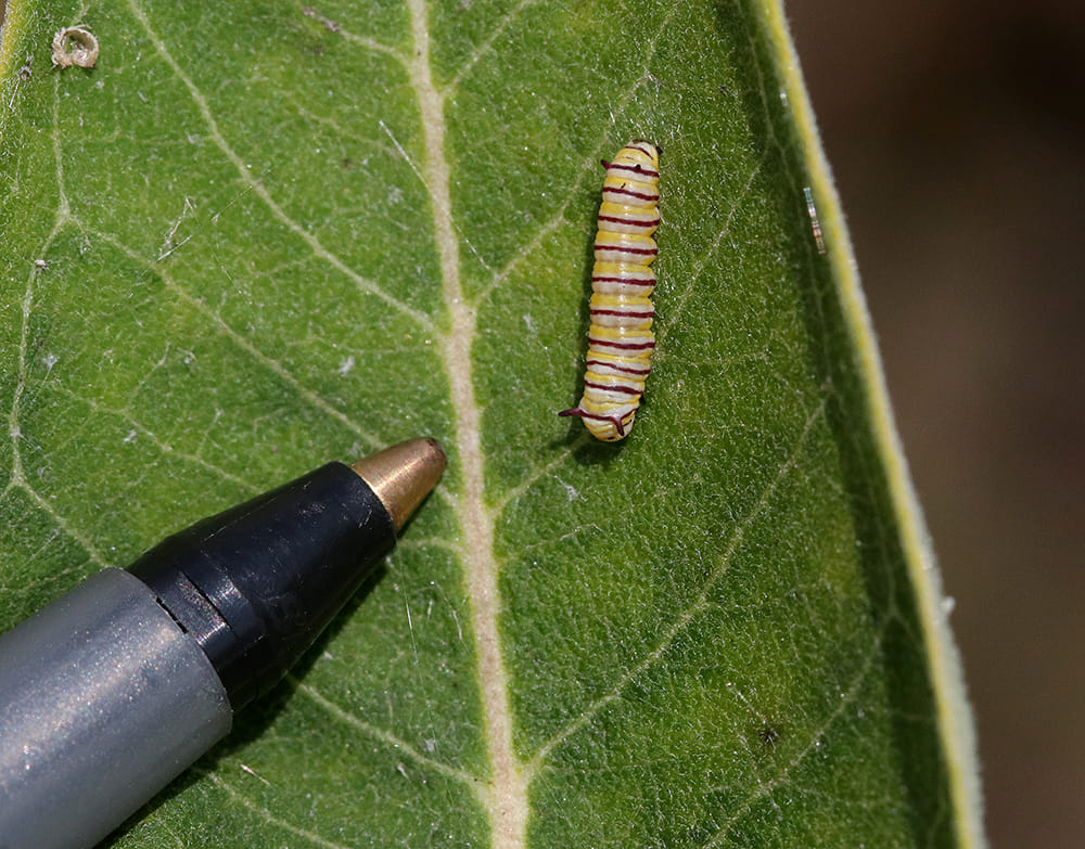 Tiny early instar monarch caterpillar on common milkweed (with pen tip for scale).