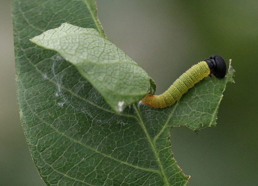 Early instar caterpillar of the silver spotted skipper on native groundnut vine.