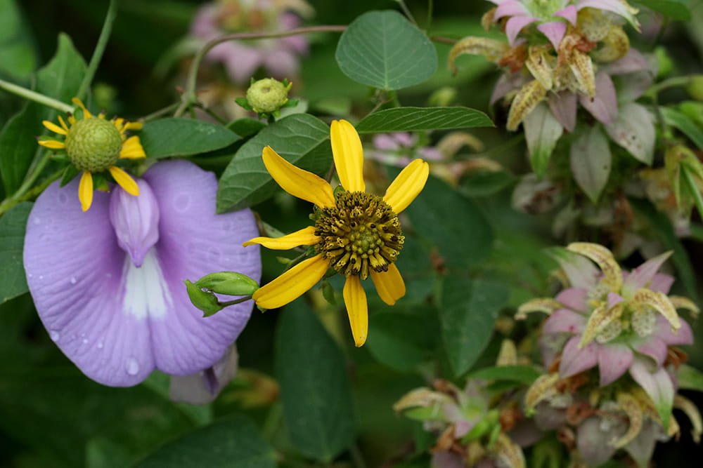 Green-headed coneflower, spurred butterfly pea, and eastern horsemint.