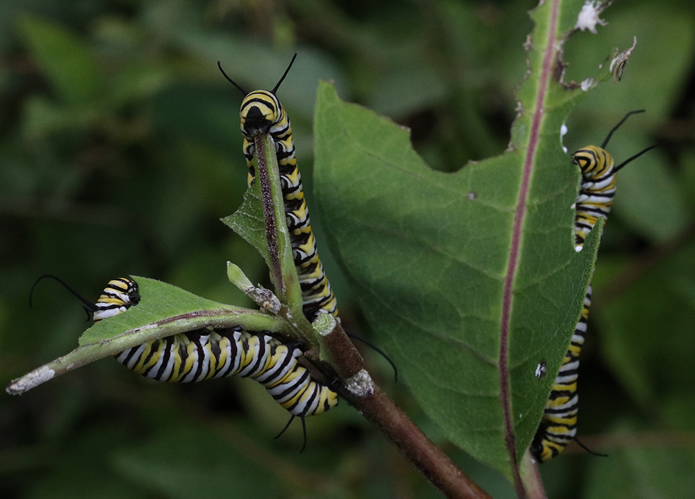 Monarchs chowing leaves