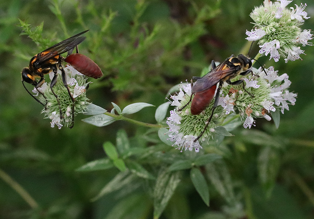 Golden reined digger wasps on mountain mint.
