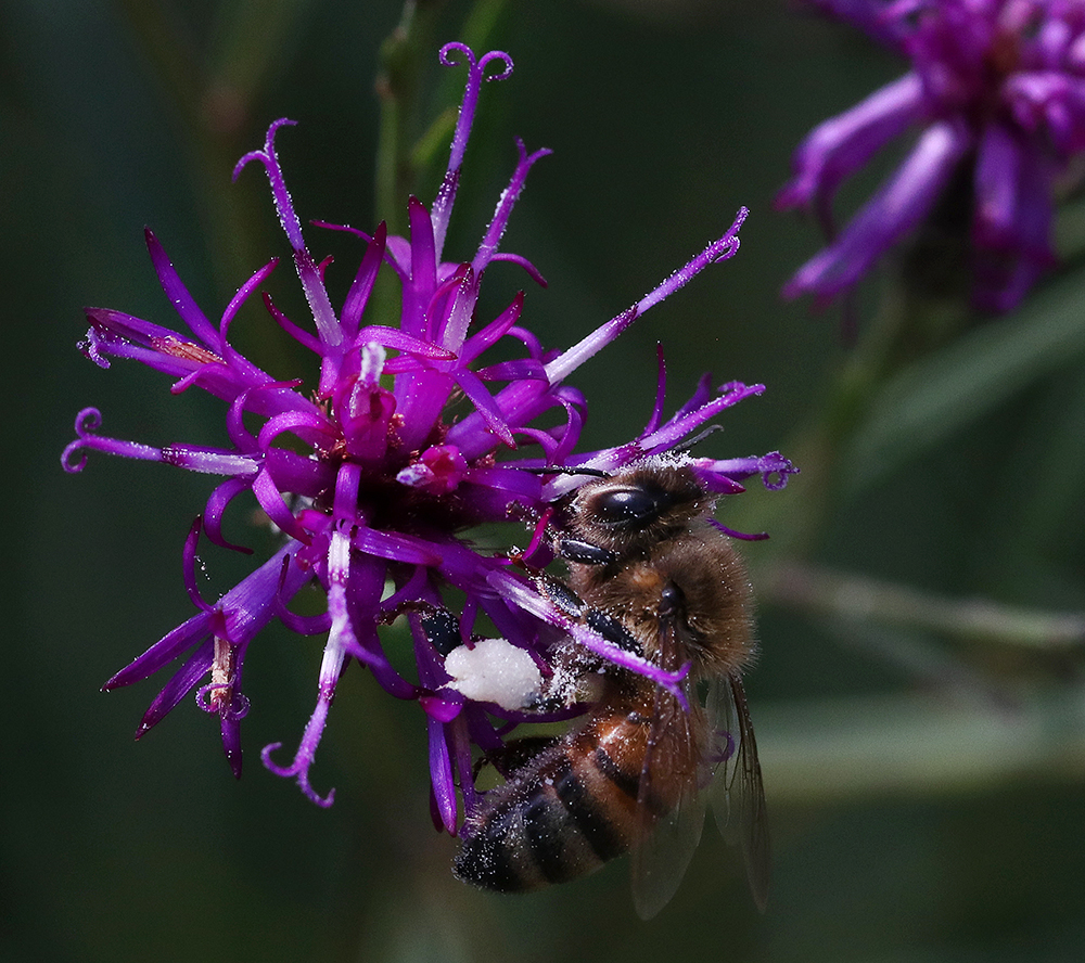 Honey bee collecting white pollen on ironweed. 