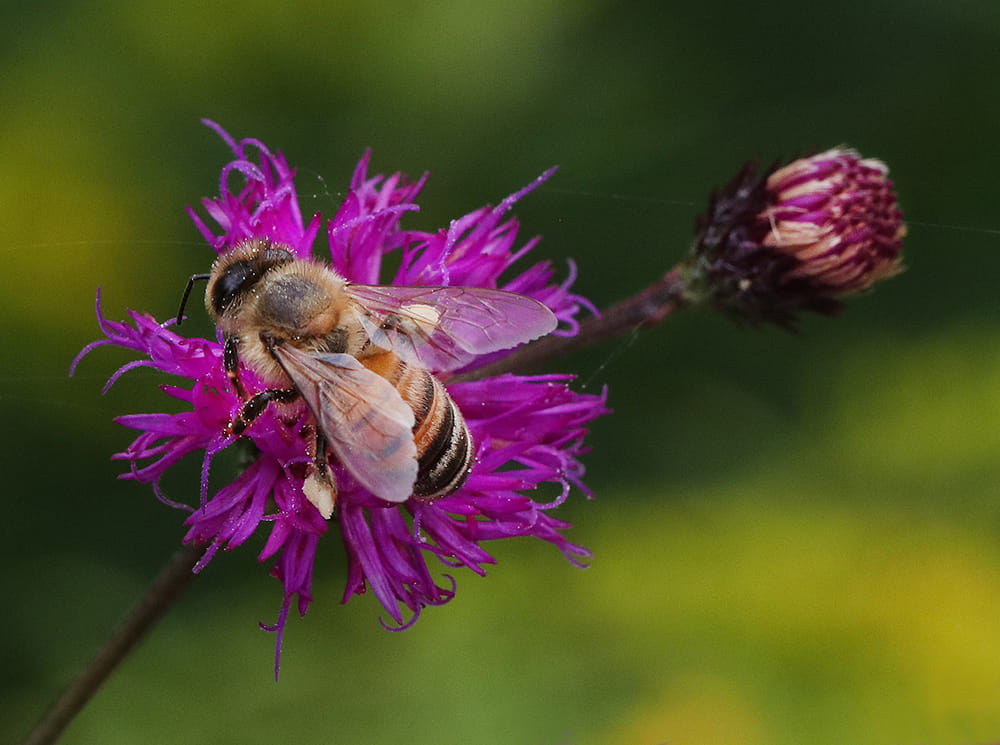 Honey bee collecting pure white pollen of ironweed.