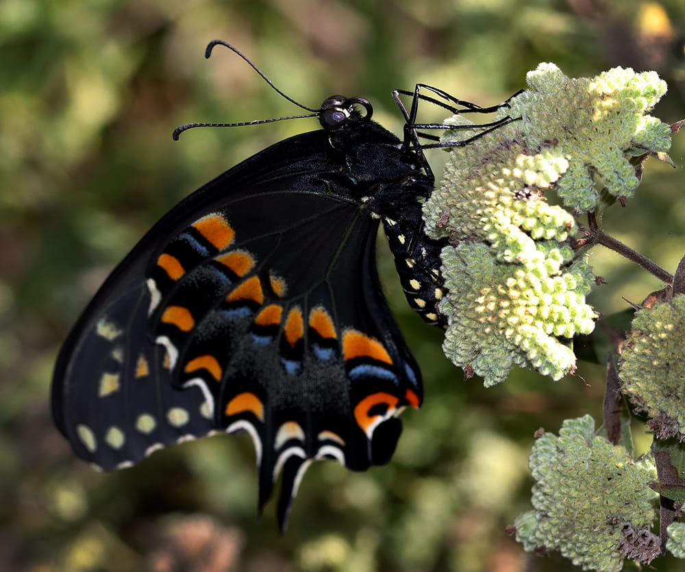 Black butterfly with orange and blue markings on mountain mint.