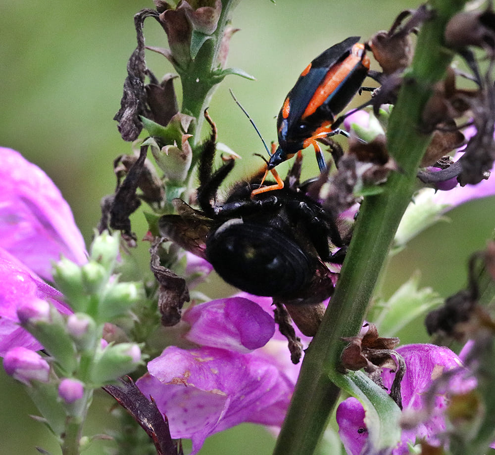 Florida predatory stink bug feeding on carpenter bee on obedient plant.
