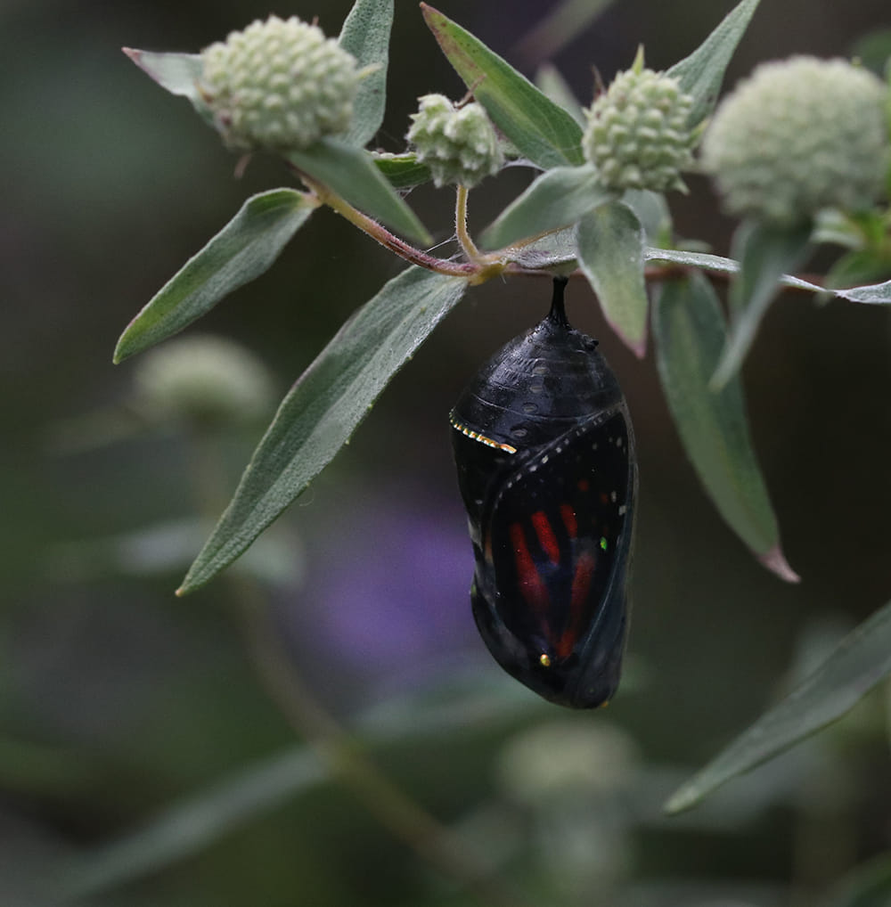 Monarch chrysalis on mountain mint. When you spot a transparent chrysalis you know the butterfly is about to eclose (emerge).