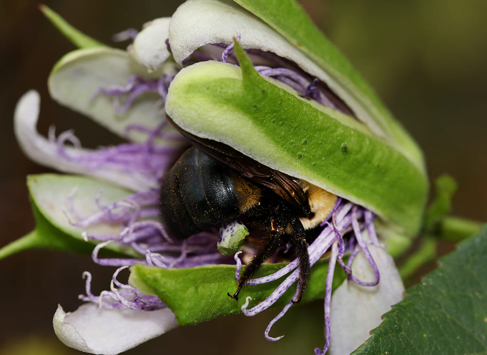Carpenter bee dozing inside purple passionflower bloom.